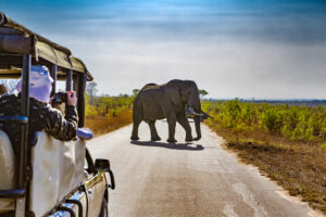 travel south africa elephant