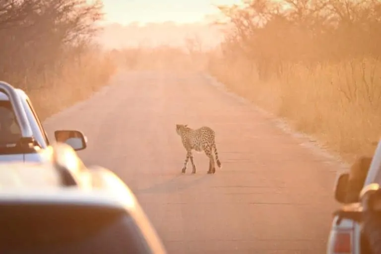 cheetah on car jungle