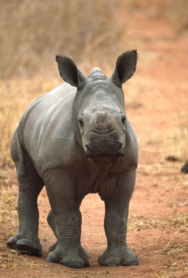 save the baby rhino