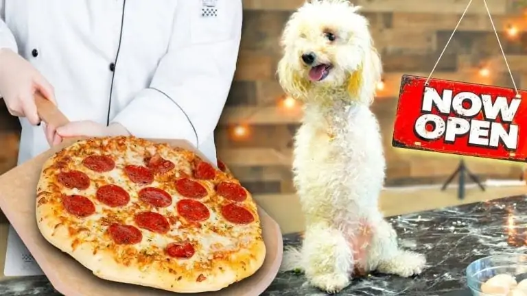 Dog looking at Pizza
