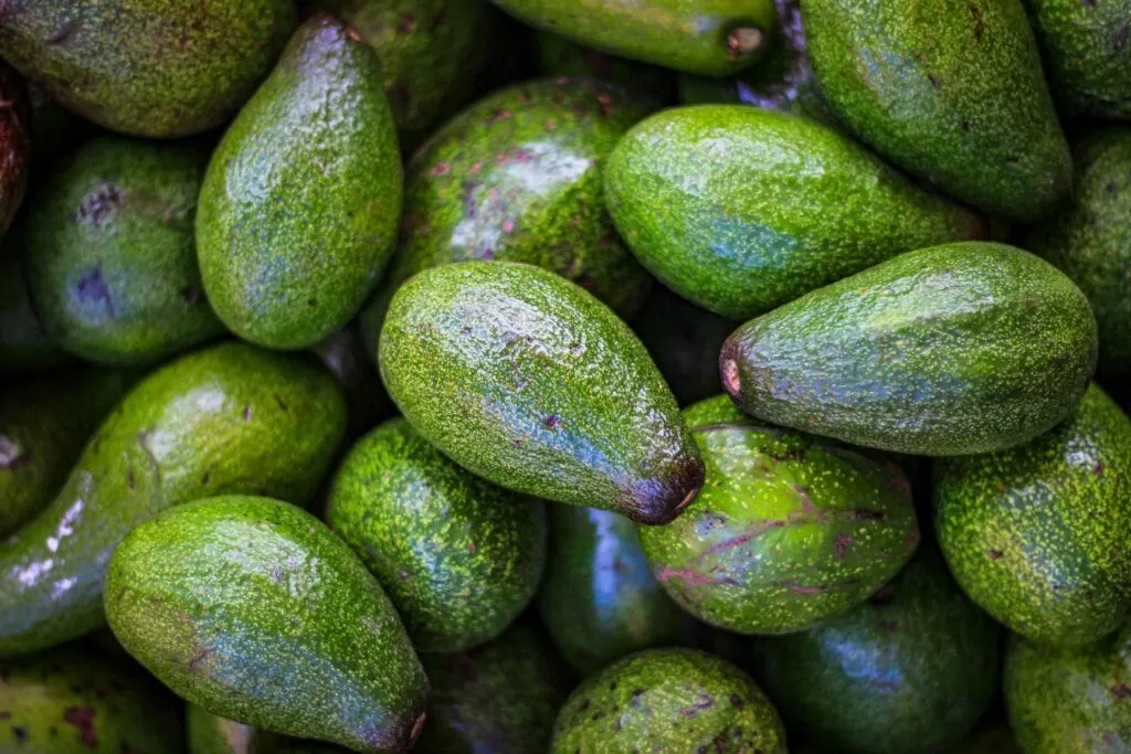avocado industry