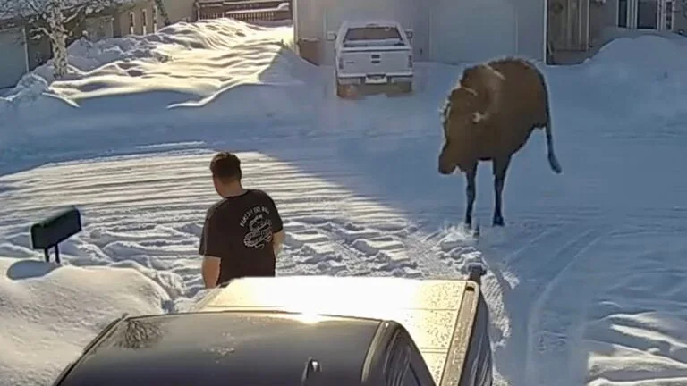 Moose Standoff with a Man