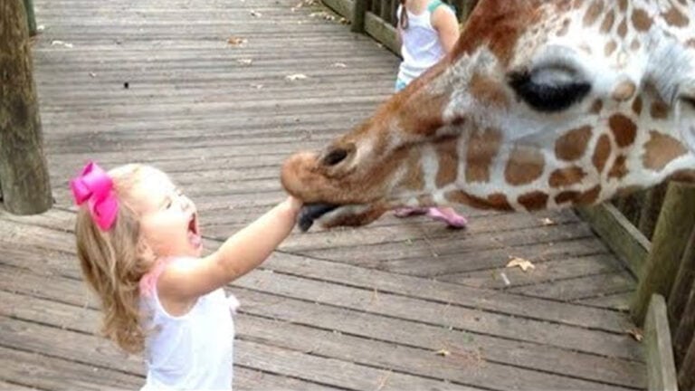 Giraffe and a little girl