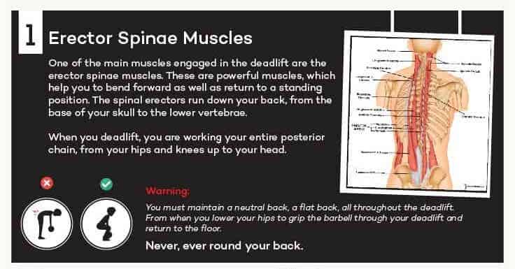 erector spine muscles