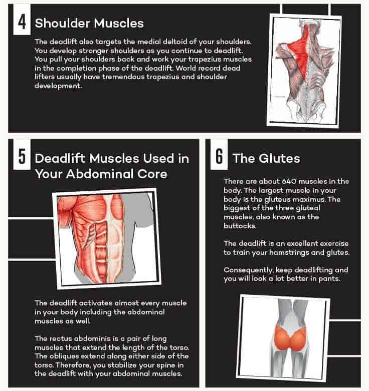shoulder and glute muscles